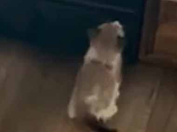 ネコの親子が食洗器の前にやってきた。お腹が空いたらこうするのよ♪ → ２匹の子猫、学びます…