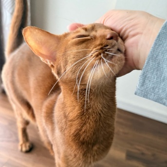 クネクネ甘えん坊ひめちゃん