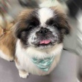 ペキニーズのくらのすけくんです♡
