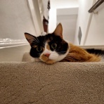 英国つれづれ日記