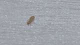 【助けて】布団にこの虫が大量に湧いた。駆除方法教えて（※画像あり）
