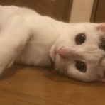 にゃんこ速報～修羅場・キチママ・生活まとめ～