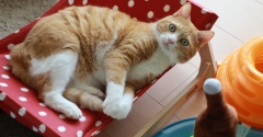 予想外でどっきりする猫。