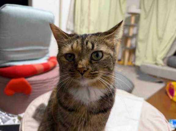 娘猫のもうひとつのつながり　20260624