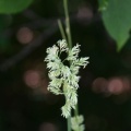 いわゆる雑草だが…何の花？？？