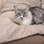 猫とふたり暮らし～evaとaiaiの日常～