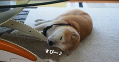 今日の枕は…