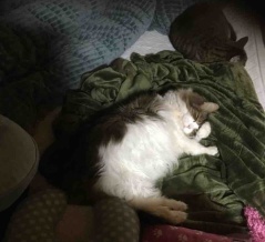 【猫との暮らし】その後のフライング毛布（近況・写真日記）