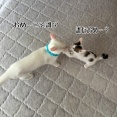 お池っ子たちの初放牧