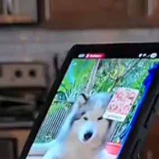 猫の動画 ねこわん！