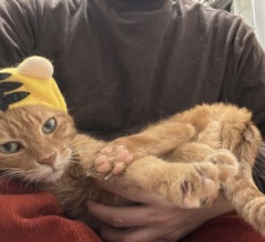 ベテラン子猫の病状　20251109