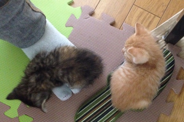秋田犬ダイアナ預かり記