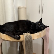 【猫写真】くつろぎ方で黒猫を見分ける