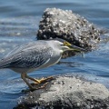 2026年5月10日の野鳥公園