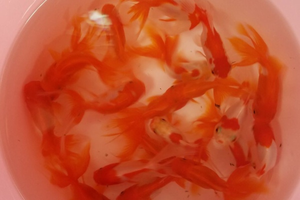 新着!お魚さんの掲示板。