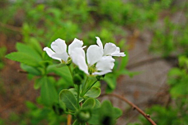 秋田野の花 道の花 白い花