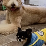 浜松市　東区　ペットショップ　ワンラブ浜松本店ブログ