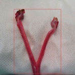 風の動物病院のブログ