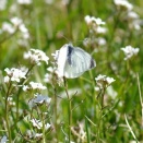 2026 モンシロチョウ初見情報