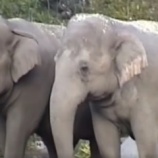 『動物園にゾウがいらない理由』の画像