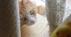 カーテンの向こうの猫。