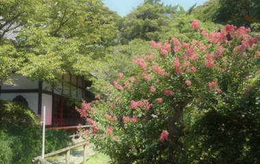 『残暑の紅　３　浄光明寺』の画像