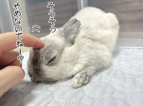 うさぎのルリとハムスターのプリン(1/7追記)