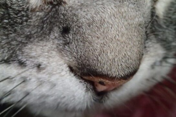 丸の内で就職したら 幽霊物件担当でした ９ を読んで 小梅と梅吉と株の道