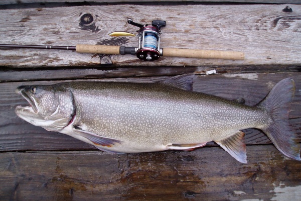 ORA Minnow Serendipity
