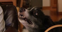 【犬のいる暮らし】いつも全力で気持ちを表す息子！それに応えてあげなきゃね♪