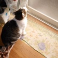 猫に小判を与えたら。 埋蔵金：千八百八拾両　もぉ～勘弁してくれぇ～。
