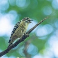 2026年10月10日の野鳥公園