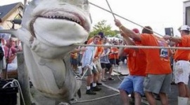 オーストラリアでサメ捕殺が開始 → イルカ漁で発狂した動物愛護団体、特に問題視せずｗｗｗｗｗ