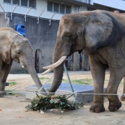 クリスマスリースのプレゼント　（２）