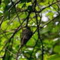 埼玉某所にあの野鳥を探しに行きました！