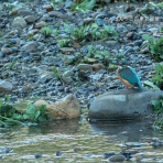 かんばんやの四季彩翡翠