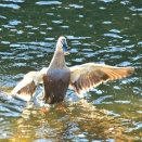 羽を広げたカルガモです