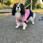 イヌじゃないの、ムスメなの☆