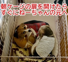 メジャーじゃないなんて