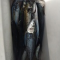 7月19日の釣果