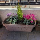 憂き人よ明るく生きよと春の使者：やの字