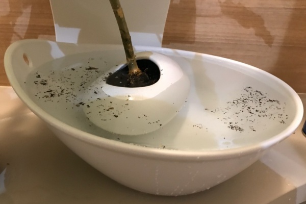 週末ガーデニング Dash庭 防除