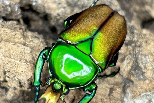 コガネムシ上科の家 - ハナムグリ