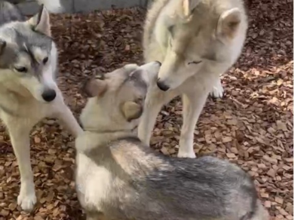 ハスキーチームのわんわんパラダイス🩷✌️🩷