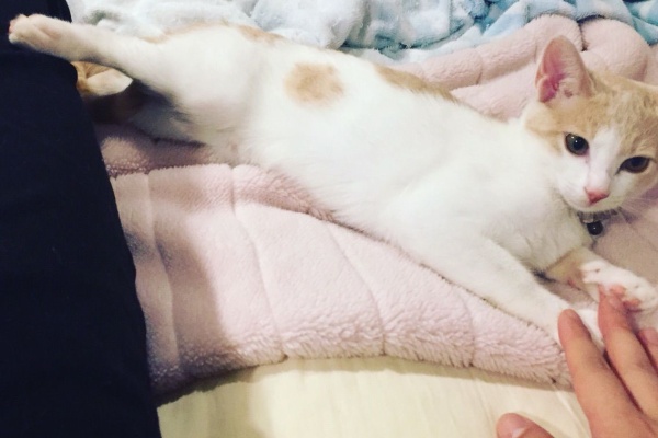 ハイヒールをはいた猫 断捨離ブログ