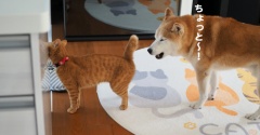 通せんぼ？？