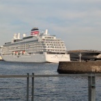 イノシシ＆ブタの　新潟のほほん日記