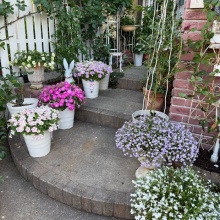 庭をサッパリさせました｜夜かおる夜香木 : のばらのガーデニング