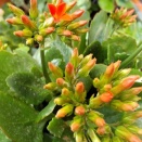 色とりどりの”カランコエ”＠ベランダガーデン