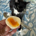 【猫様とご飯日記】タヒチのツナパテ・猫缶すりつぶし・半熟ゆで卵